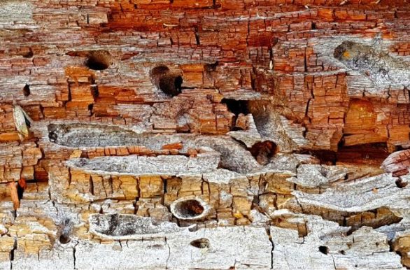 Teermite Treatment Broken Wood